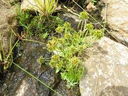 Imagem de Cyperus hystricoides (B. Nord.) Bauters