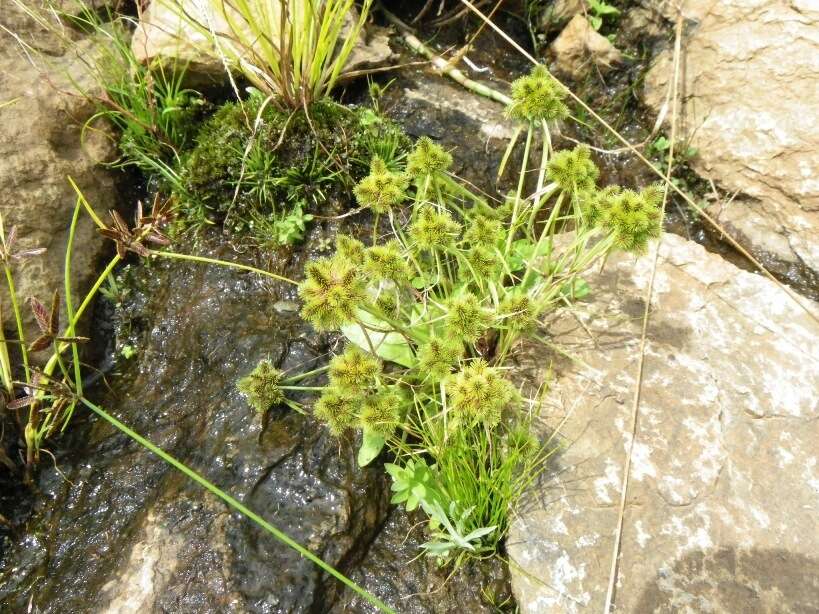 Imagem de Cyperus hystricoides (B. Nord.) Bauters