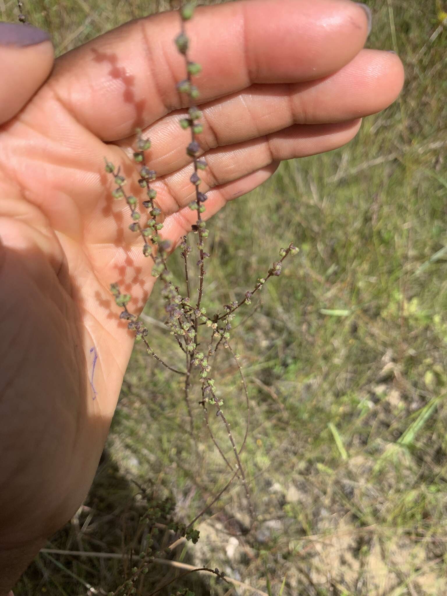 Image of Small-Head Marsh-Elder