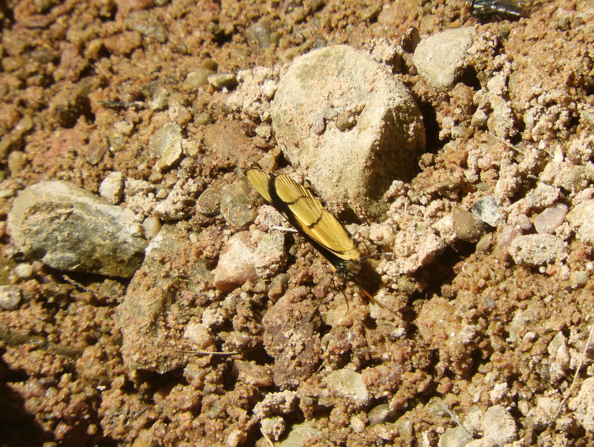 Image de Perisama oppelii Latreille 1811