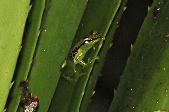 Image of Tsarafidy Madagascar Frog