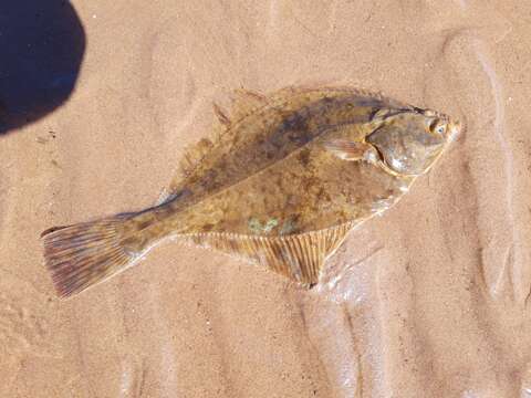 Image of Starry flounders