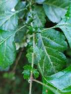 Imagem de Crataegus laevigata (Poir.) DC.