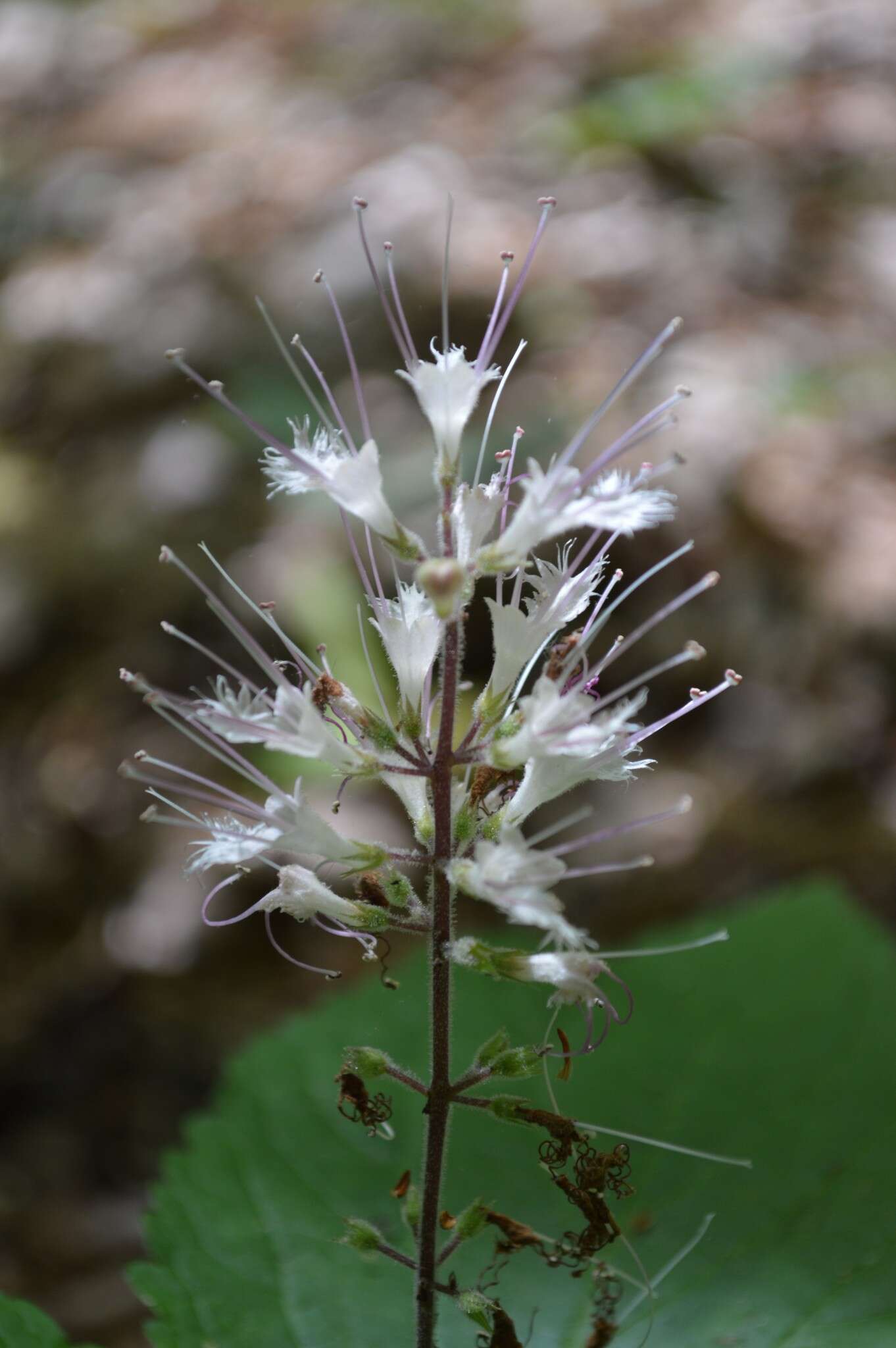 Image of stoneroot