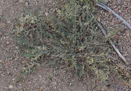 Image of freckled milkvetch