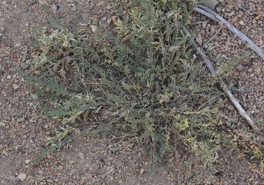 Image of freckled milkvetch