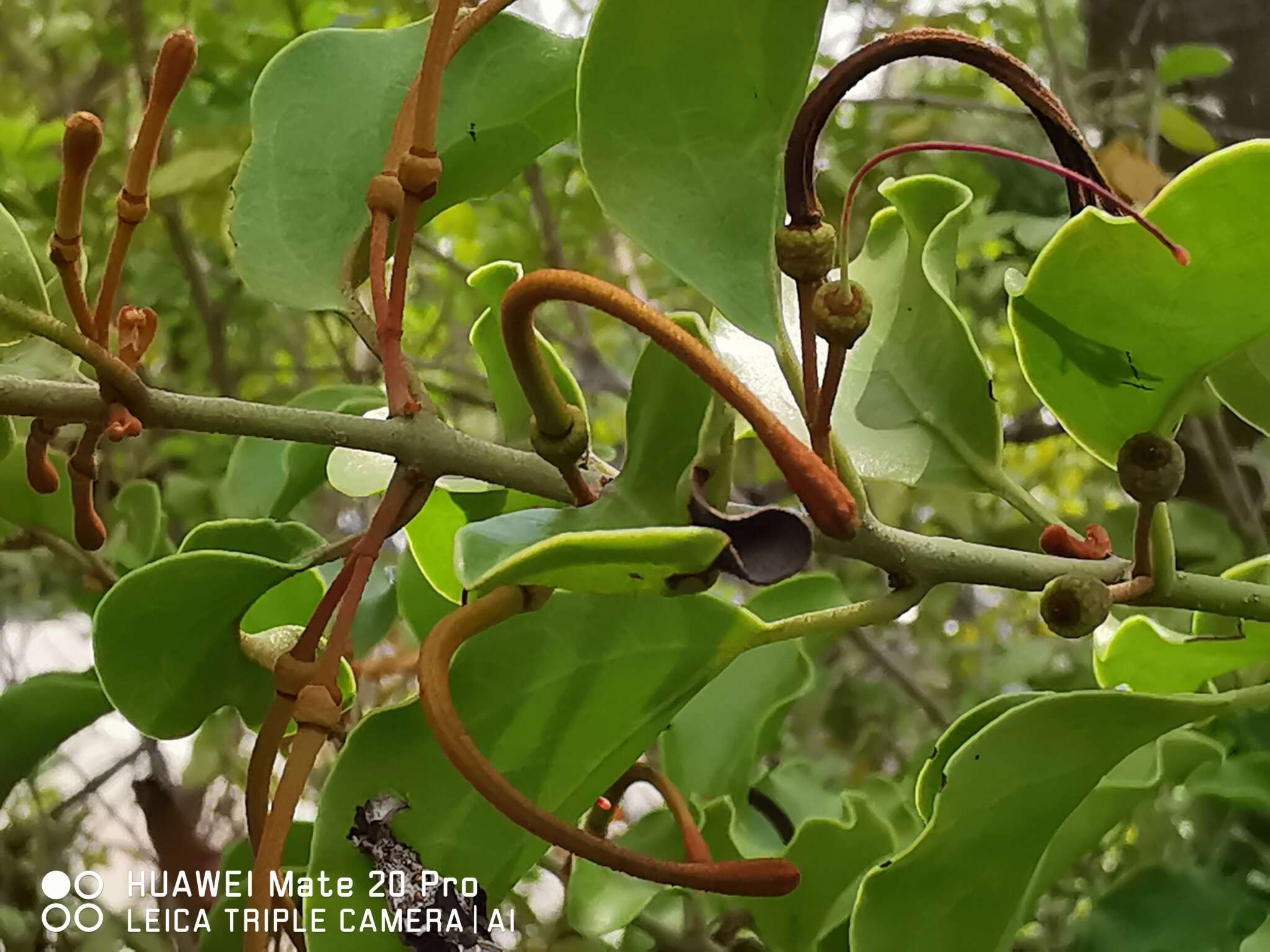 Image of Taxillus chinensis (DC.) Danser