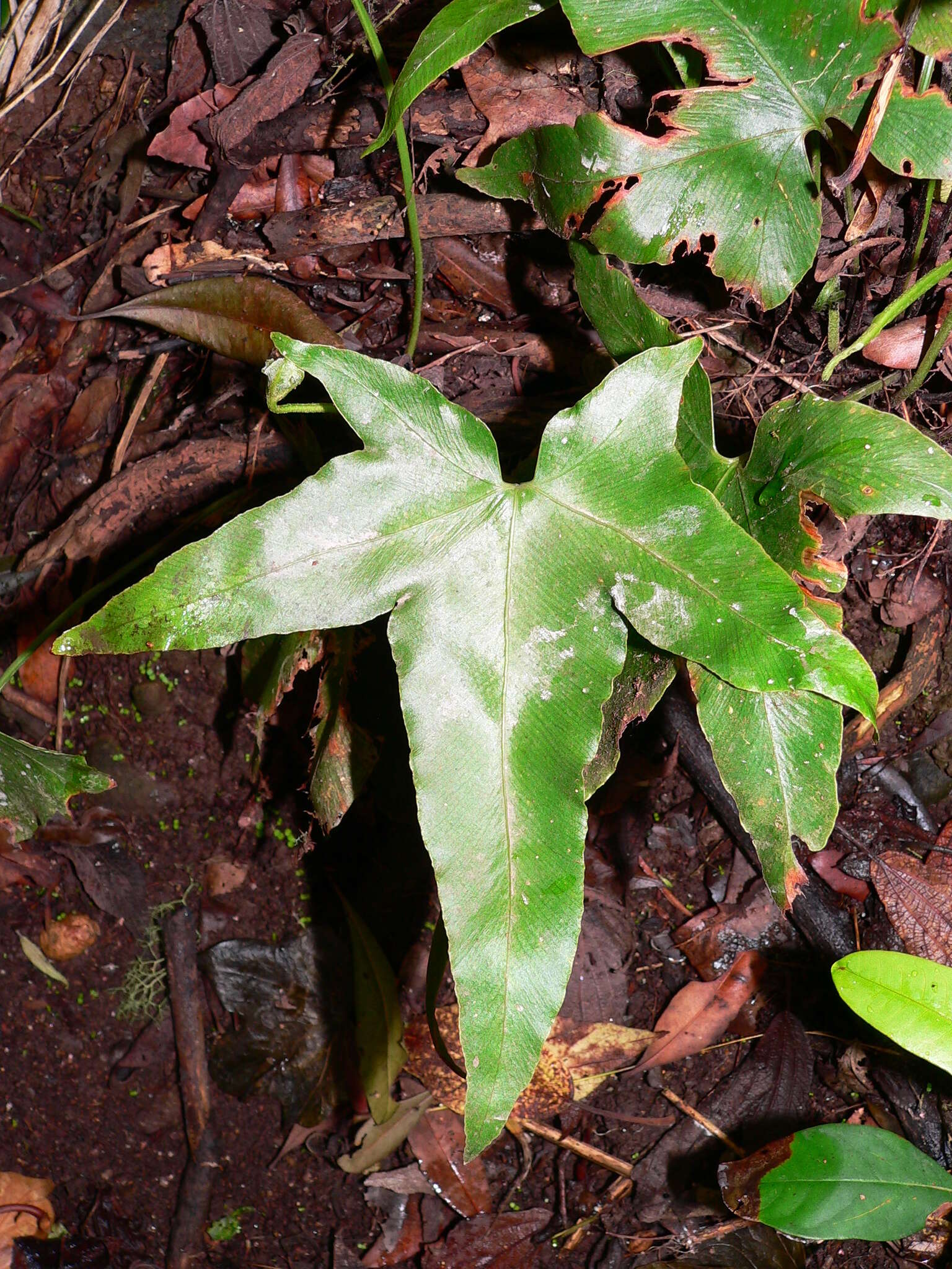 Plancia ëd Asplenium hemionitis L.