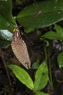 Image of Small-spotted Restrepia