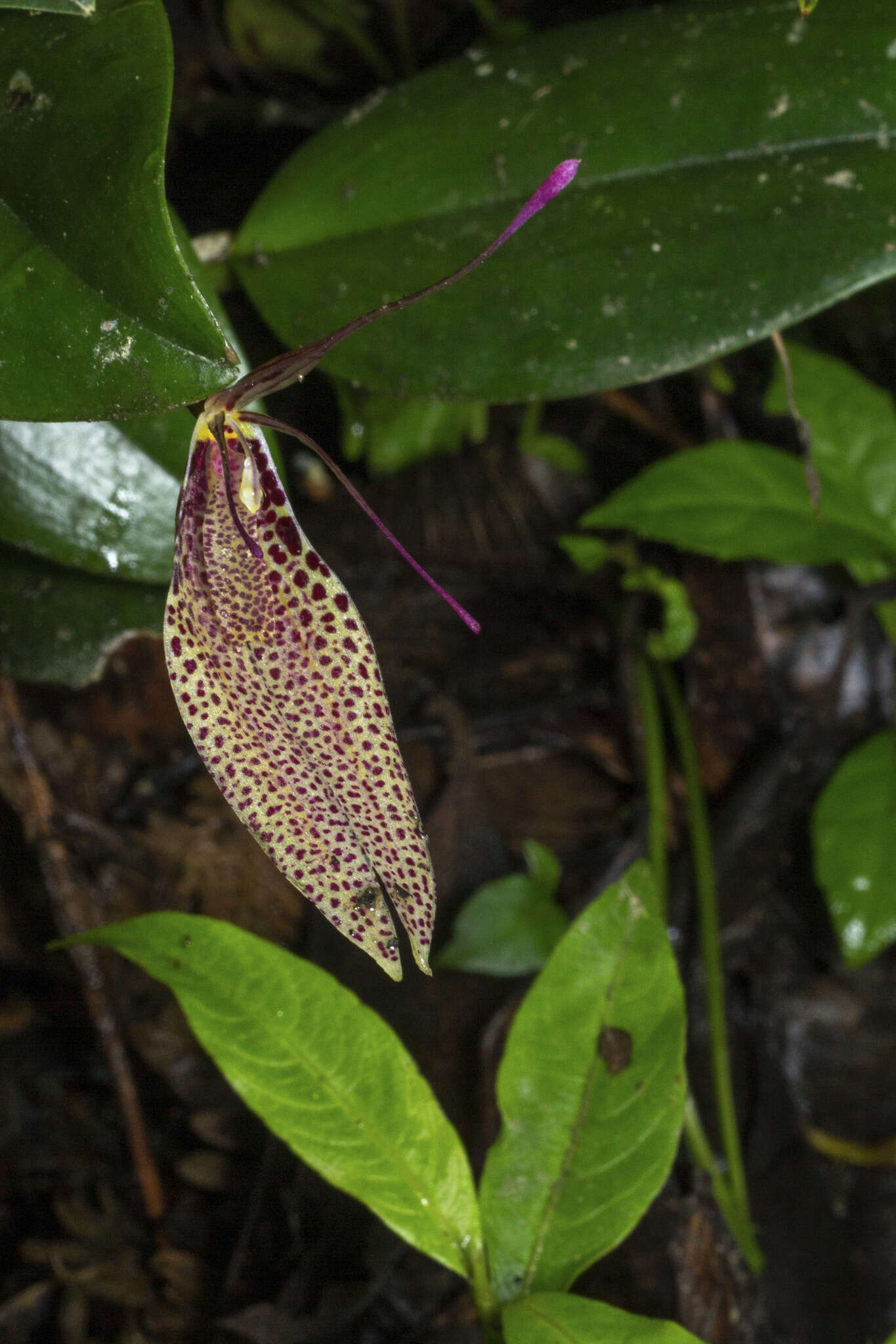 Image of Small-spotted Restrepia