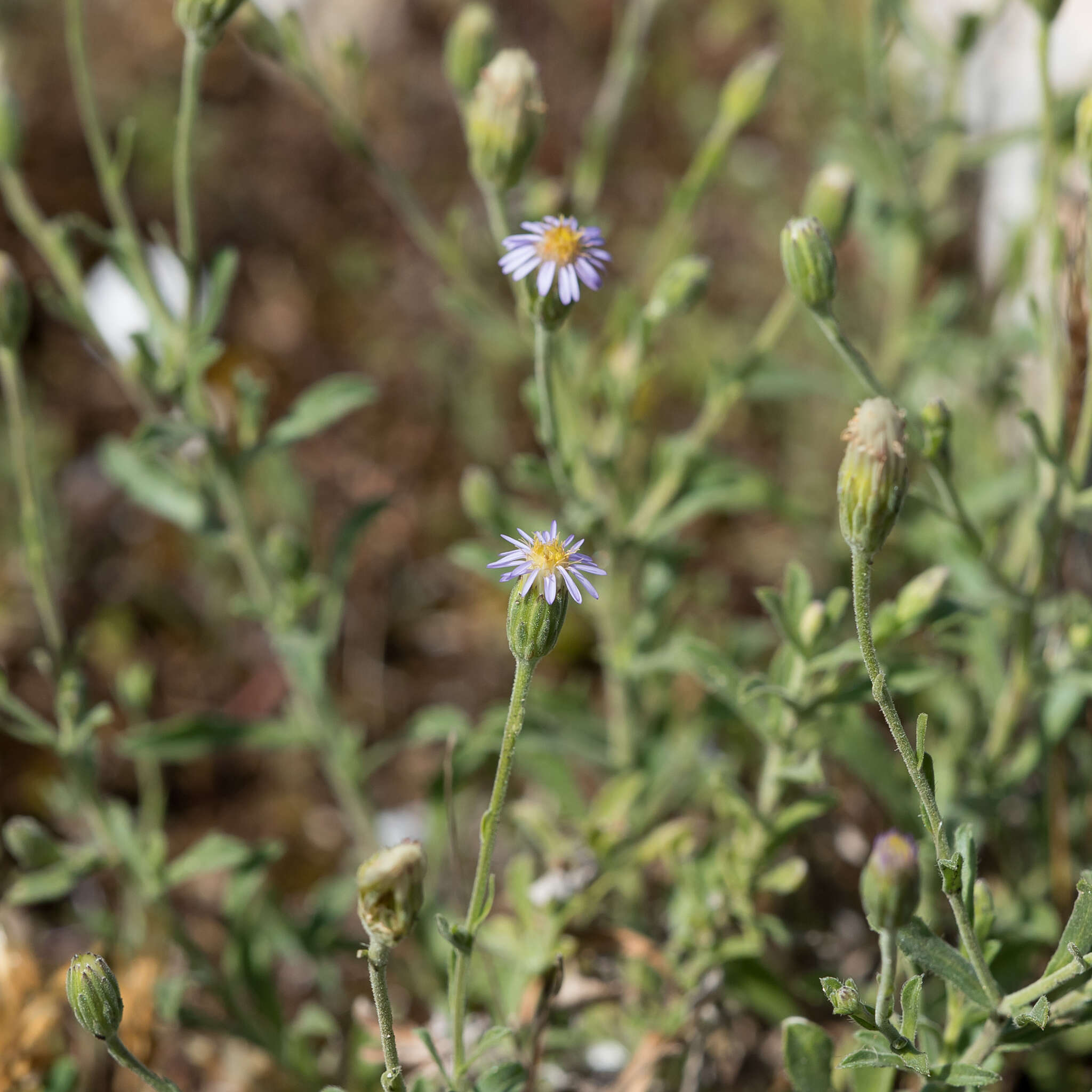 Vittadinia australasica (Turcz.) N. T. Burb. resmi