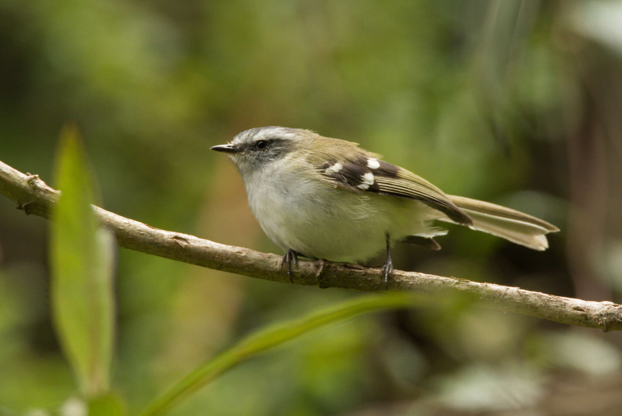 Image of White-banded Tyrannulet