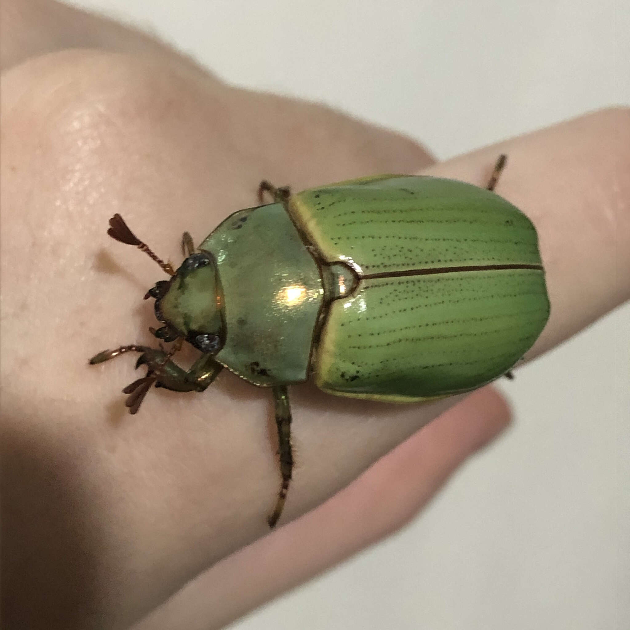 Image of Pelidnota semiaurata Burmeister 1844