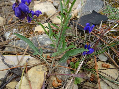 Image of Polygala microphylla L.