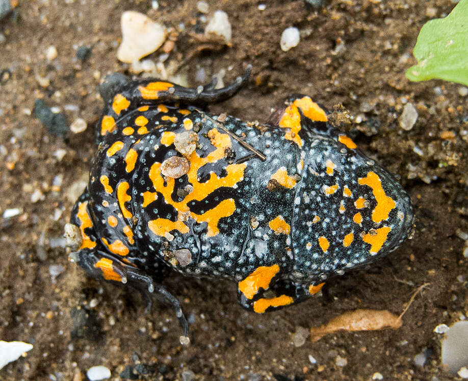 Image of Fire-bellied Toad