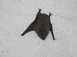 Myotis emarginatus (E. Geoffroy 1806) resmi