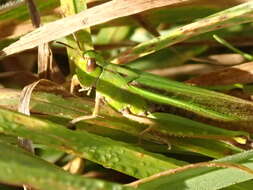 صورة Schizobothrus flavovittatus Sjöstedt 1921