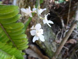 Image of Chiloschista usneoides (D. Don) Lindl.