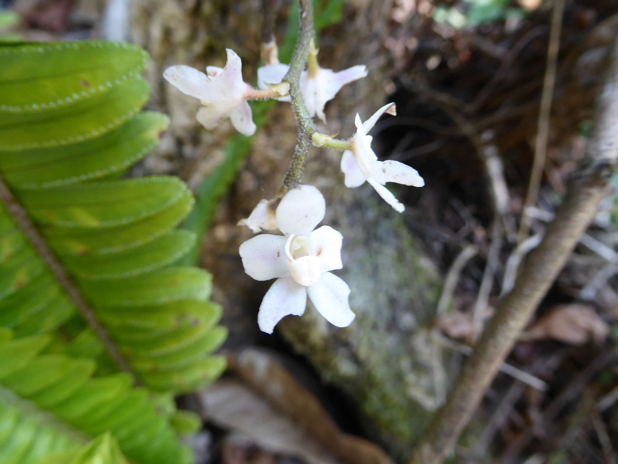 Image of Chiloschista usneoides (D. Don) Lindl.