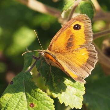 Image of hedge brown