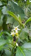Image de <i>Solanum peikuoensis</i>
