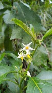 Image of <i>Solanum peikuoensis</i>