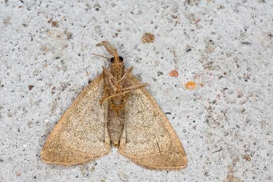 Image of Polypogon strigilata (Linnaeus 1758)