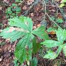 Imagem de Astrantia major subsp. major