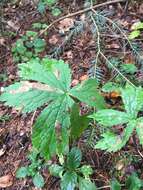 Imagem de Astrantia major subsp. major