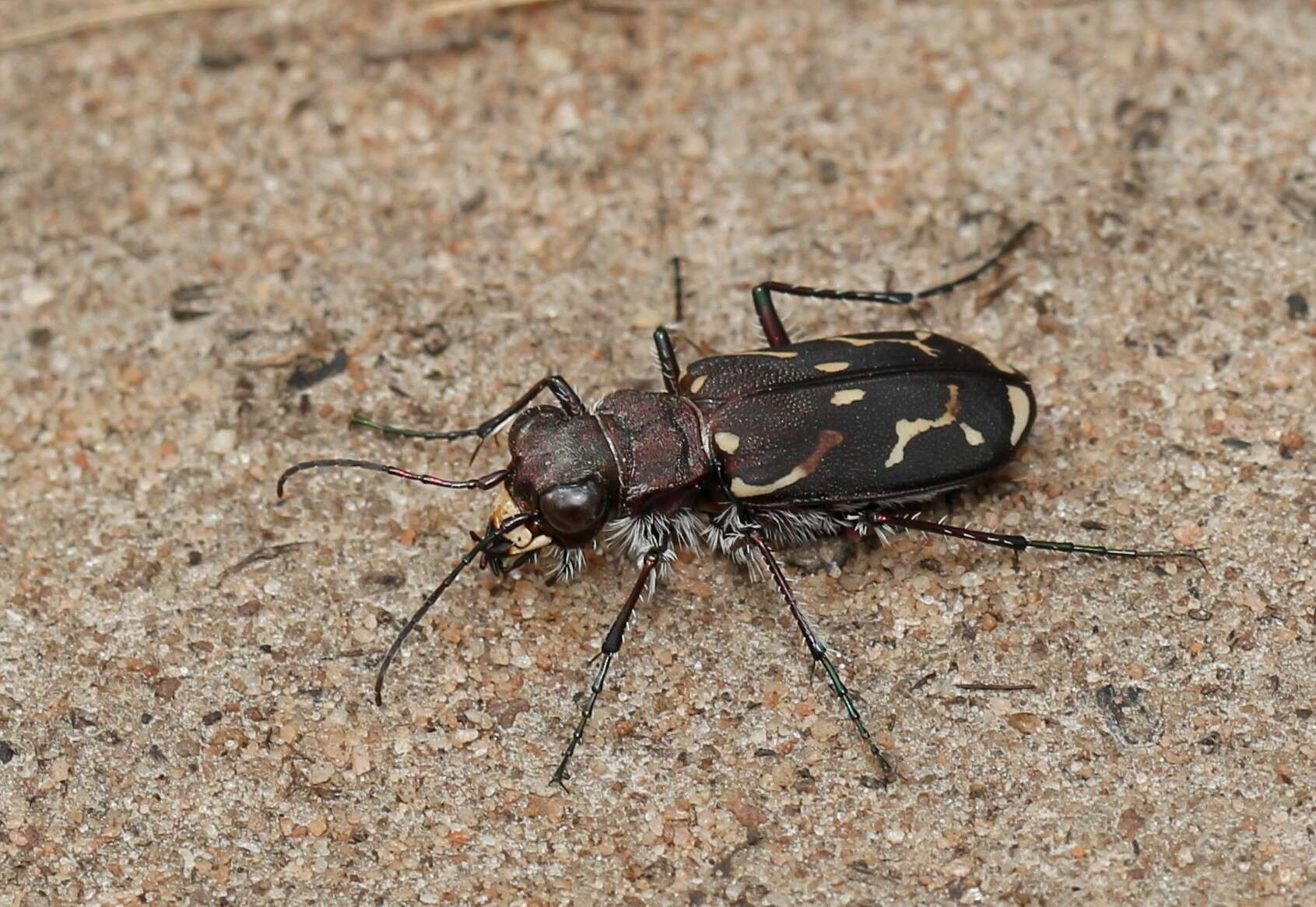 Plancia ëd Cicindela (Ropaloteres) lurida Fabricius 1781