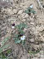 Image of Rainier Violet