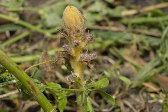 Image of Orobanche pubescens Dum.-Urville