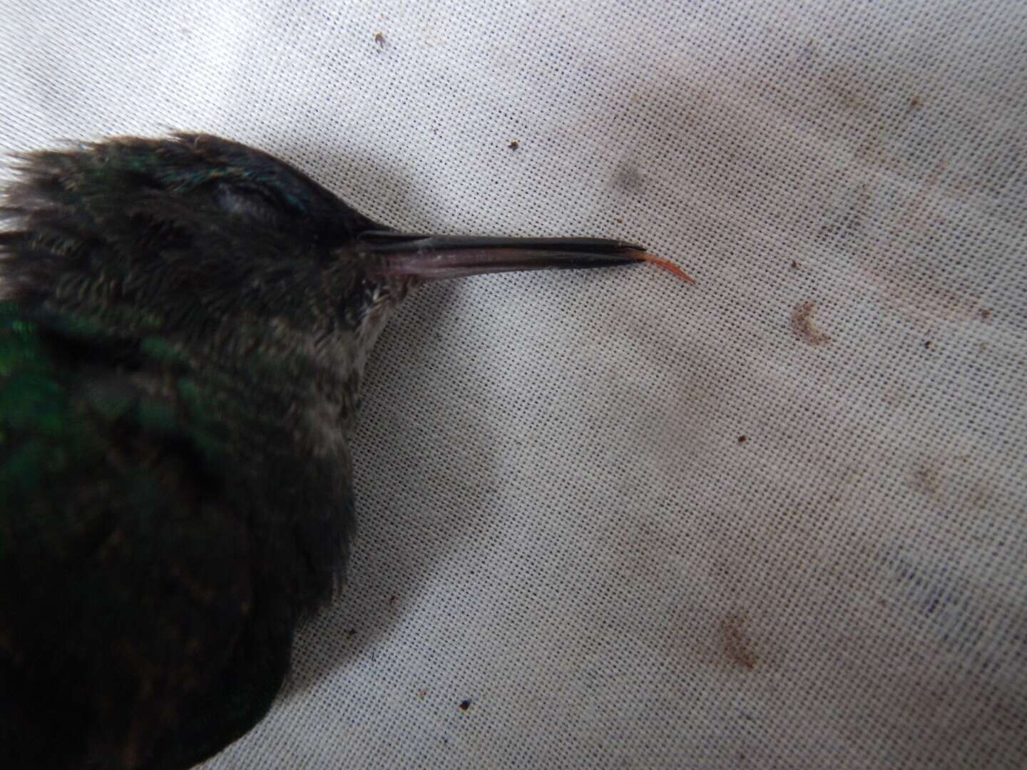 Image of Steely-vented Hummingbird