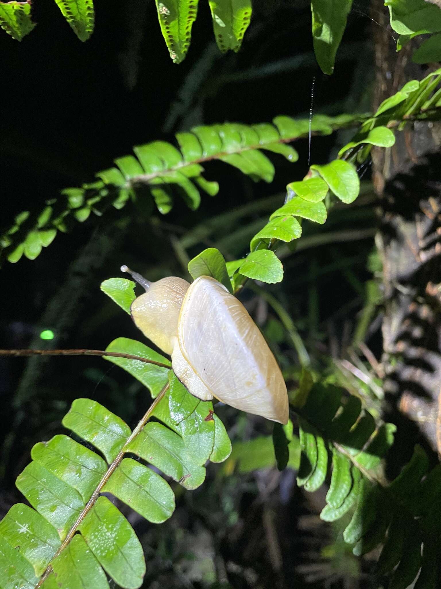 Image of Parthena acutangula (Burrow 1815)