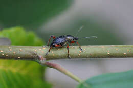 Imagem de Otiorhynchus (Otiorhynchus) coecus Germar 1824