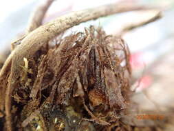 Image of spleenwort maiden fern