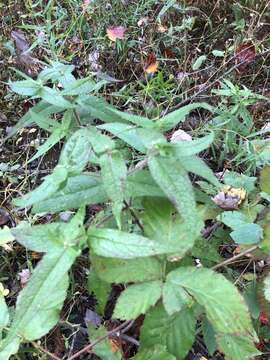 Image de <i>Eupatorium truncatum</i>