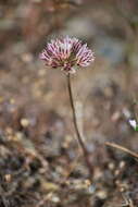 Image of pitted onion