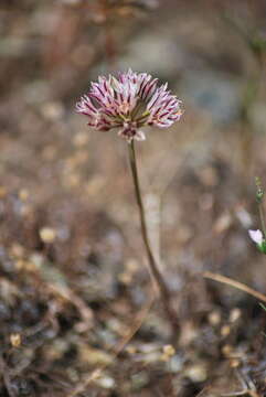 Image of pitted onion