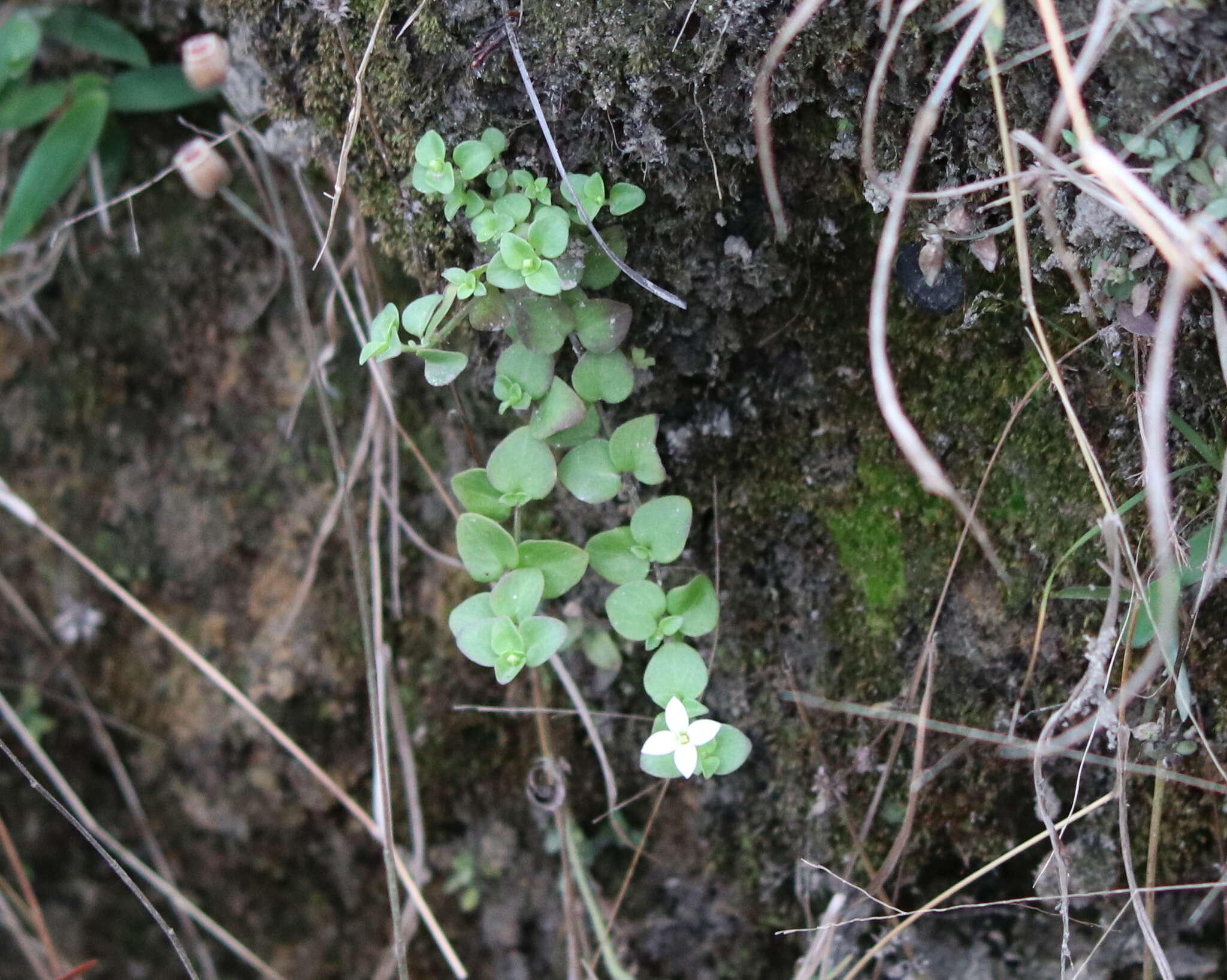 Image of roundleaf bluet