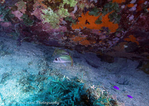 Image of Blackfin Squirrelfish