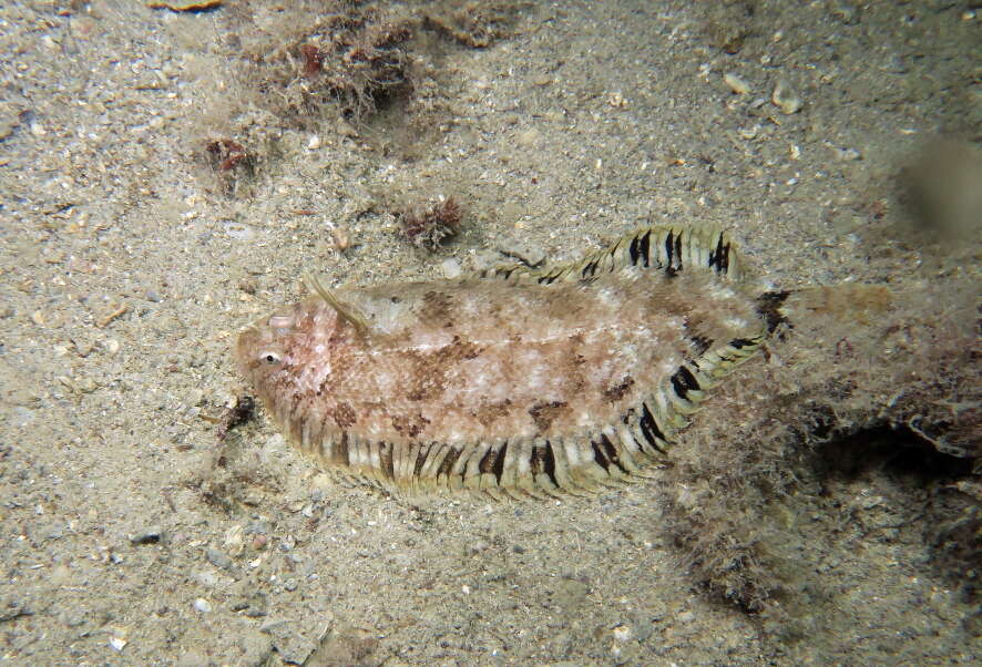 Image of Whiskered sole