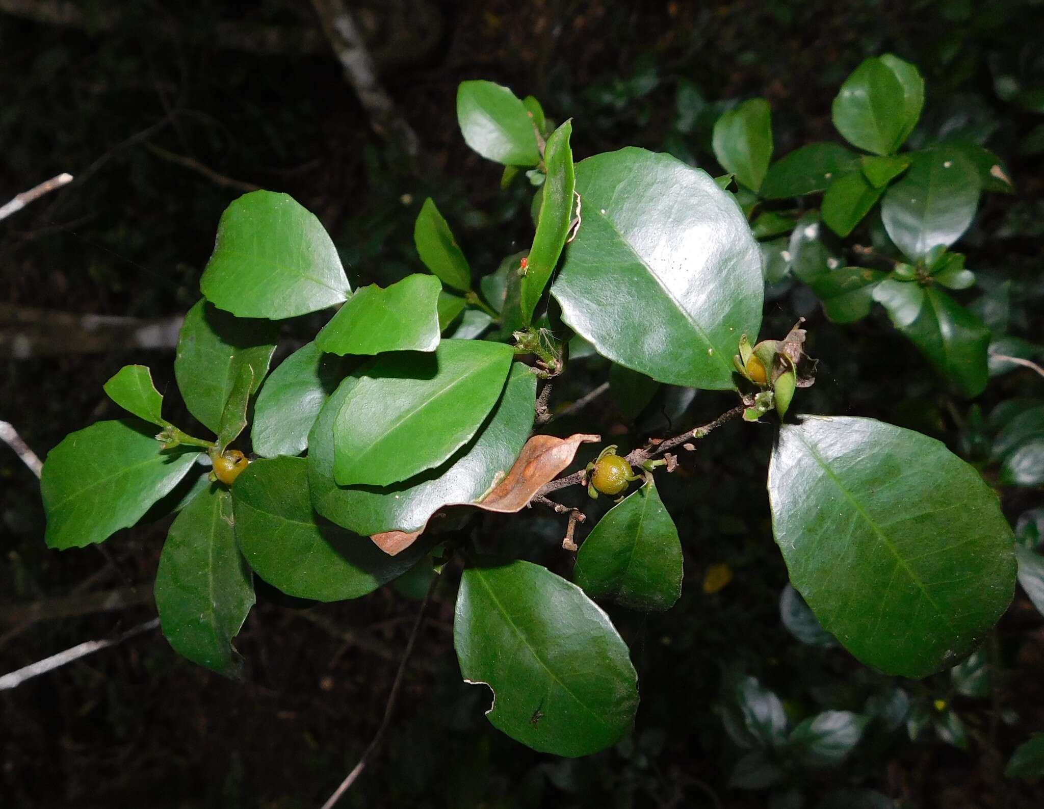 Image of Cassipourea flanaganii (Schinz) Alston