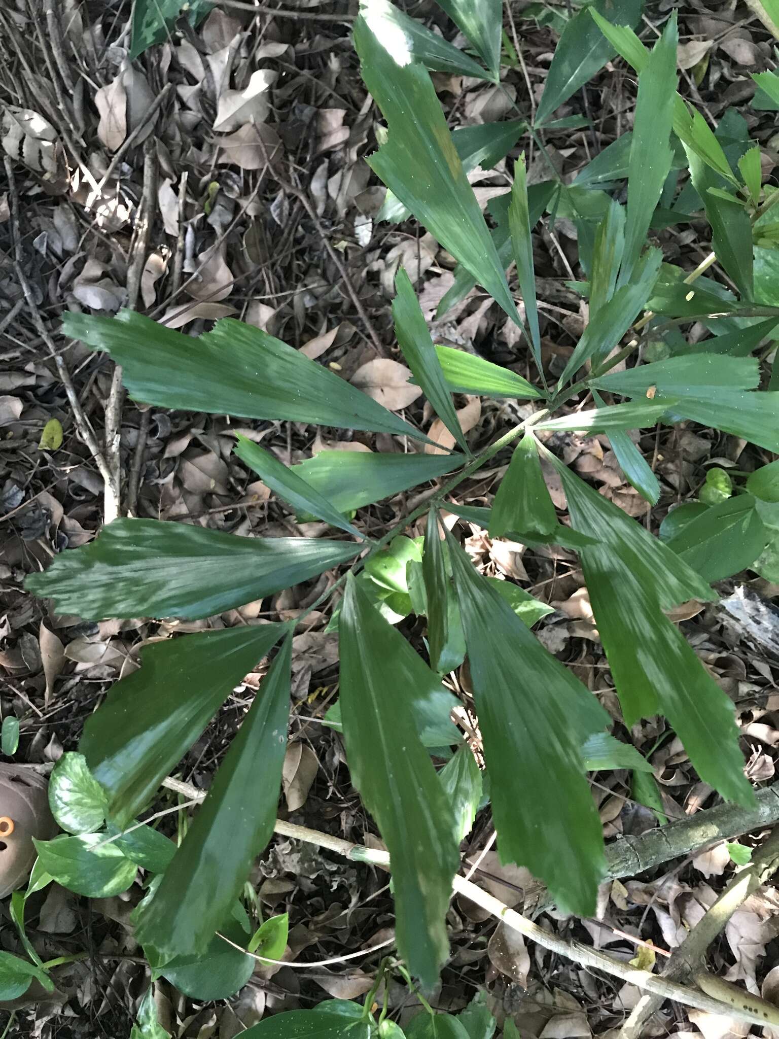 Caryota mitis Lour. resmi