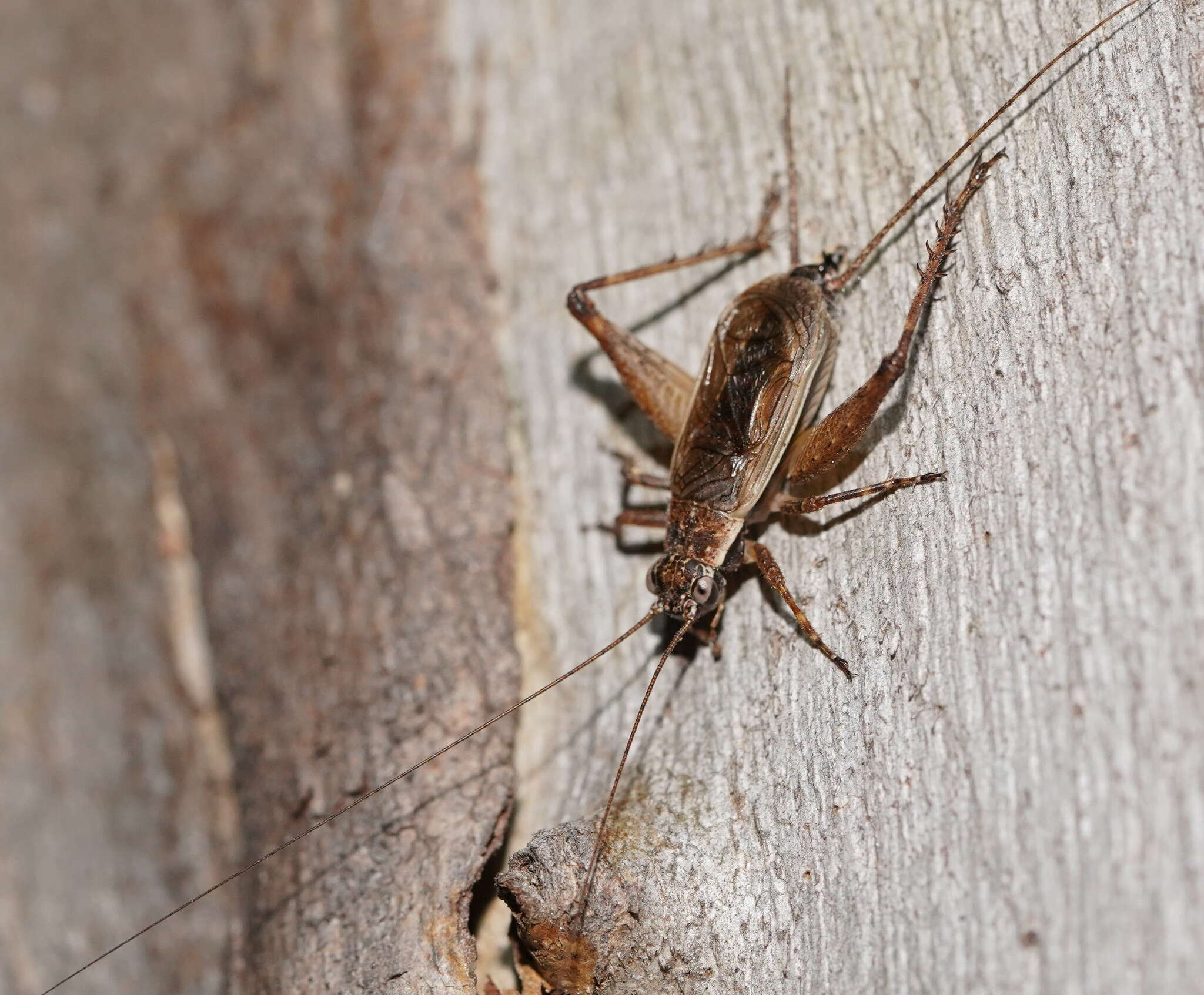 صورة Eurepa marginipennis (White & A. 1841)