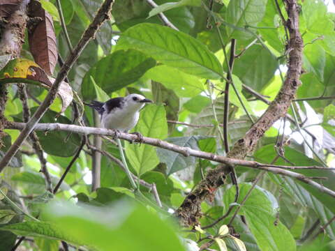 Image of White-headed Wren