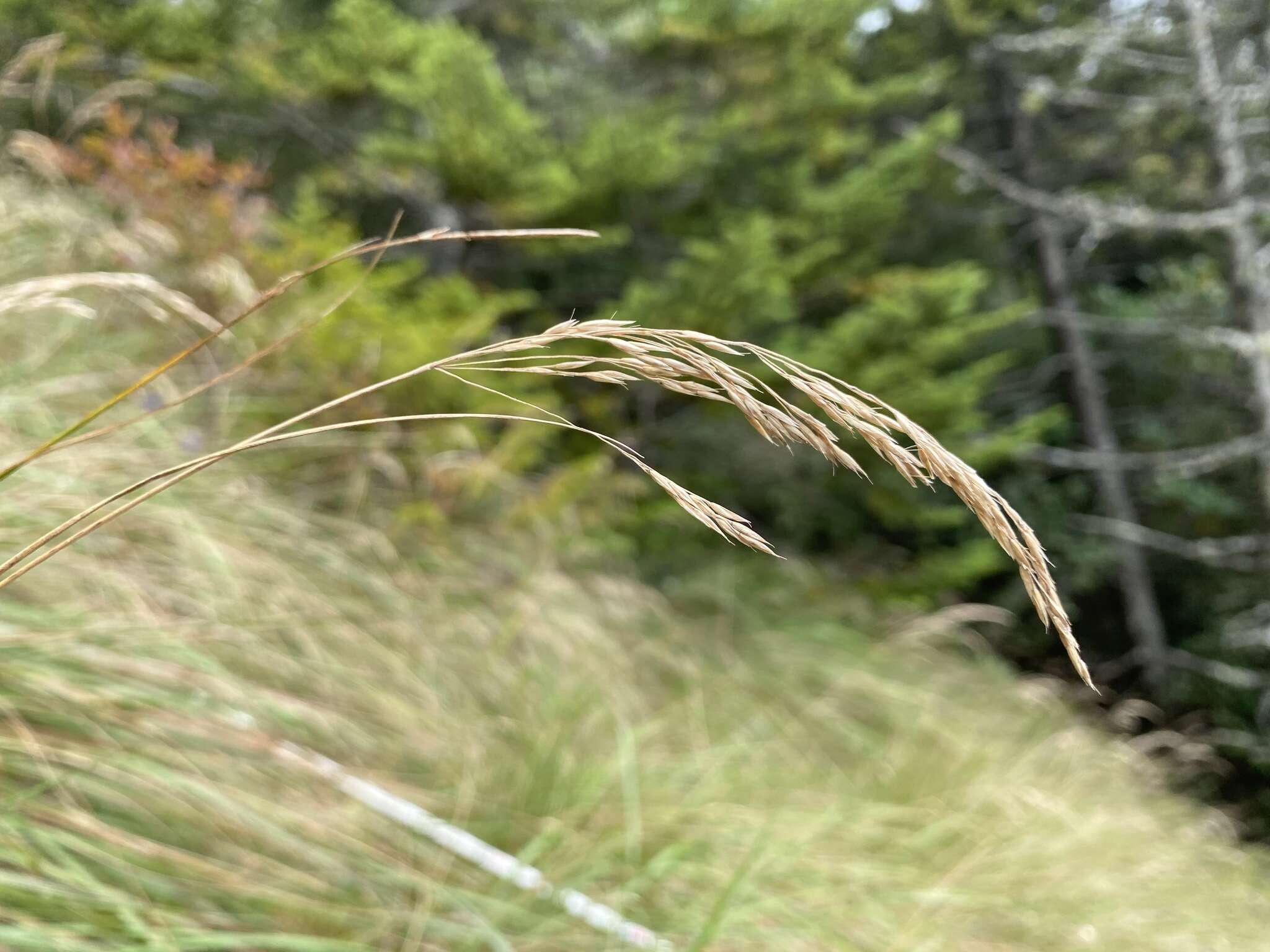 Image de Calamagrostis cainii Hitchc.