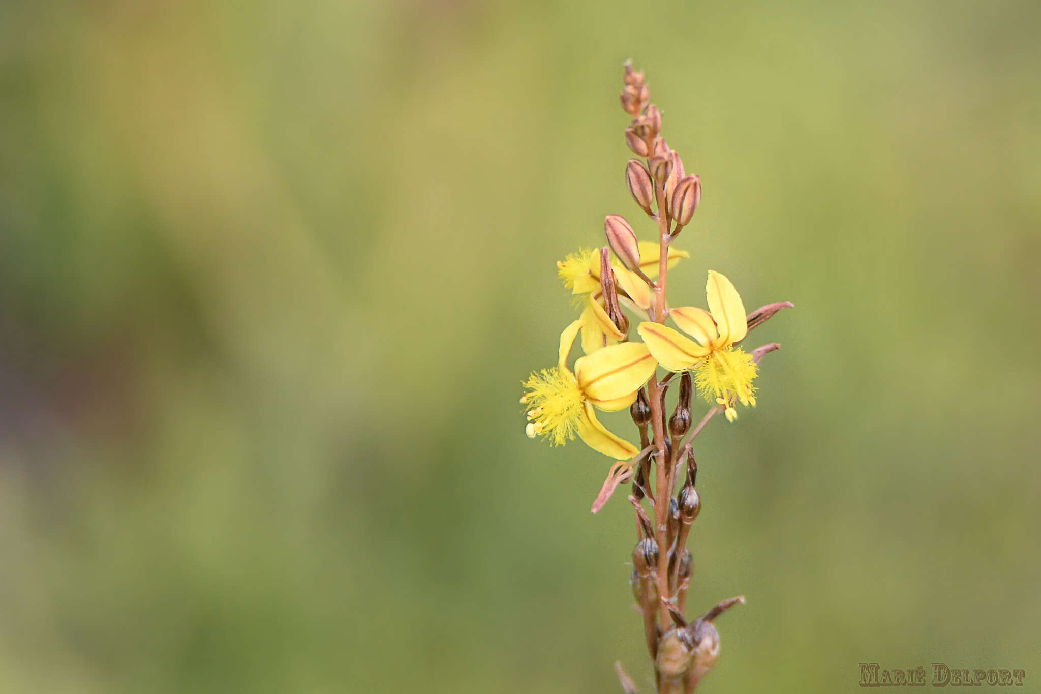 Image of Bulbine favosa (Thunb.) Schult. & Schult. fil.