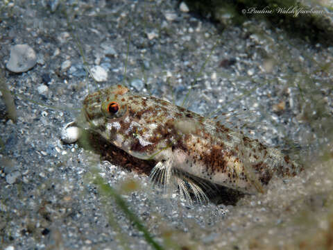 Image of Spottail Goby