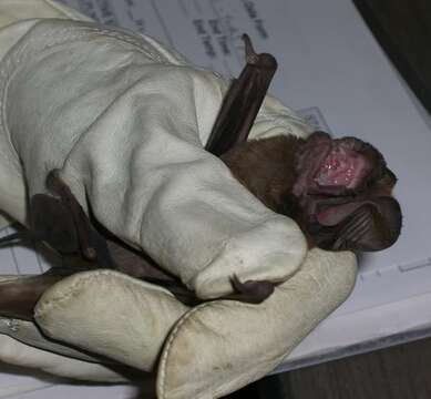 Image of Big Free-tailed Bat